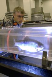 A group at the University of Missouri is studying the effects of creatine--the same supplement used by athletes like home-run slugger Mark McGwire--on rainbow trout. Here the fish swims in a Plexiglas tube to measure its endurance. "Sportsmen would likely pay a premium for a fishing experience where the fish struck the bait harder and fought longer," said one of the researchers in a press release.Photo by Steve Morse