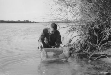 A biologist examines a sentinel cage in the Green River. Carp were placed in cages like these. They were one of the best means available to determine the toxicity of the water from rotenone during the Green River Rehabilitation.Photo by Rex Gary Schmidt. Courtesy of National Conservation Training Center. #4438