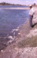 Poisoned fish near Big Sandy, Wyoming.Courtesy of Jerry Smith, University of Michigan Museum of Zoology.