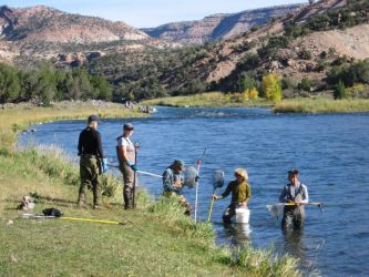 A Colorado Division of Wildlife crew electrofishing in the Gunnison Gorge in September 2006. Some of the crew hold wands that send out a small electric shock, while others wait to net the stunned fish.Photo by Anders Halverson