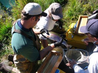 Colorado Division of Wildlife biologists examine a stunned rainbow in the Gunnison Gorge to gather population data and evidence of whirling disease. The department released a strain of rainbows resistant to whirling disease into the river the previous year, this was probably one of them.Photo by Anders Halverson