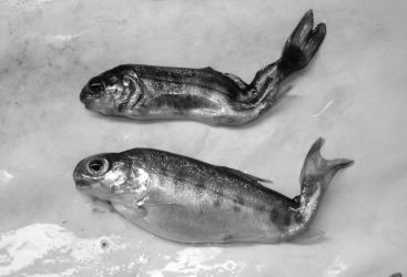 Most infected rainbow trout die from whirling disease at a very young age. Those that do survive usually have deformed skeletons and skulls, bulging eyes, and black tails, like the ones pictured above.Photo by Sascha L. Hallett Whirling Disease Fish