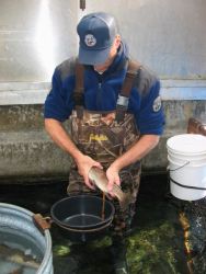 Fish culture has changed very little from the 19th century. First squeeze the eggs out of the ripe female by firmly sliding your fingers down the belly, then squeeze the milt out of the male. Swirl it around, and you're done. Provide them a safe place to develop and you'll have some nice fish in a year. This is John Riger at the Colorado Division of Wildlife's Crystal River Hatchery.Photo by Anders Halverson