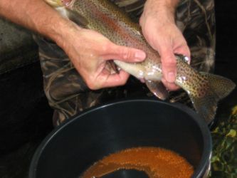 A closeup of Colorado Division of Wildlife's John Riger spawning rainbow trout.Photo by Anders Halverson