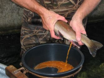 A closeup of Colorado Division of Wildlife's John Riger spawning rainbow trout.Photo by Anders Halverson