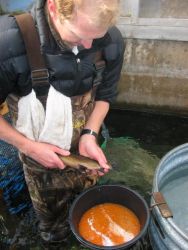 Anders Halverson tries his hand, spawning rainbow trout at Colorado's Crystal River facility.