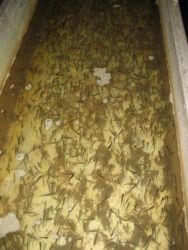 Here they are, the fish that I helped to spawn, a few months later at the Chalk Cliffs Rearing Unit.Photo by Anders Halverson