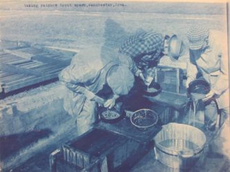 Spawning Rainbow trout at a U.S. Fish Commission facility in Iowa.National Archives.