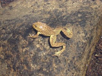 Mountain yellow-legged frogs like this one have been declining due at least in part to fish stocking in the Sierra Nevada.Photo by Jason Kling (U.S. Forest Service)