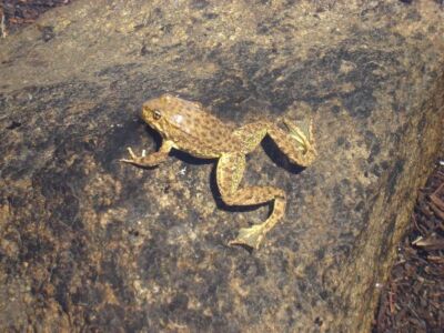 Mountain yellow-legged frogs like this one have been declining due at least in part to fish stocking in the Sierra Nevada.Photo by Jason Kling (U.S. Forest Service)